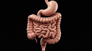 3D Digestive in Space
