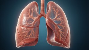 3D Respiratory Anatomy