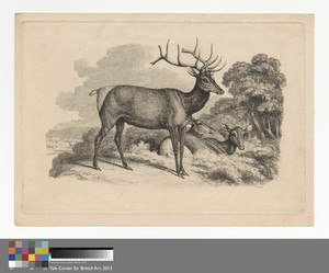 A Buck and Two Doe