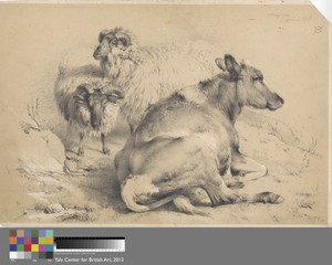 A Cow and Two Rams