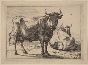 A Cow Standing and Another Lying Down