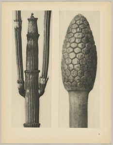a Equisetum hiemale; b Equisetum arvense