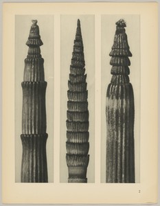 a Equisetum hiemale; b Equisetum maximum; c Equisetum hiemale