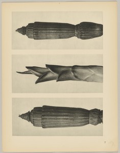 a Equisetum hiemale; b Hosta japonica; c Equisetum hiemale