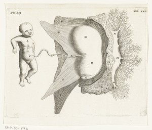 A foetus attached by the placenta to the womb