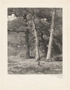 A Forest Clearing