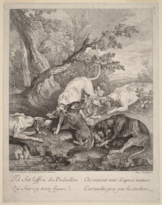 A Fox Attacked by Dogs