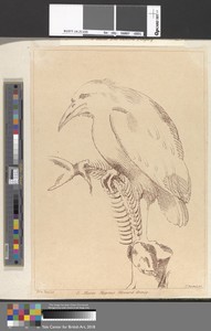 A Kingfisher, Clutching a Fish Skeleton