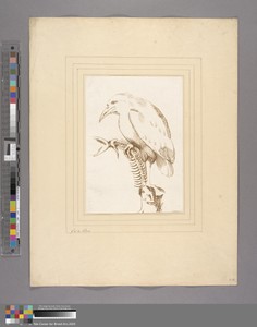 A Kingfisher, Clutching a Fish Skeleton