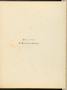 A Norfolk Flower