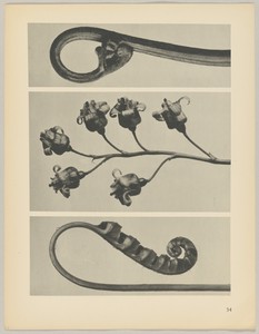 a Polypodium vulgare; b Ribes nigrum; c Pteridium aquilinum