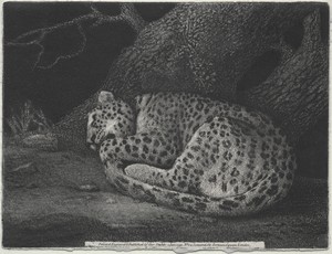 A Sleeping Leopard