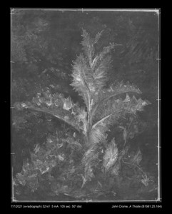 A Thistle