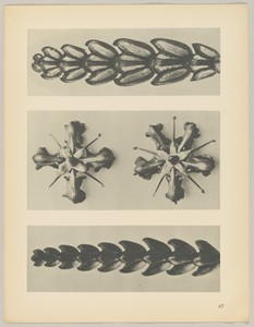 a u. c Thujopsis dolabrata; b Ruta graveolens