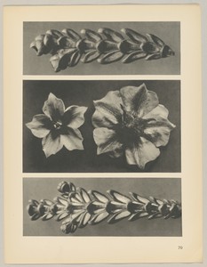 a u. c Thujopsis dolabrata; b Solanum tuberosum