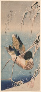A Wild Duck Swimming by a Snow-covered Bank beneath Snow-laden Reeds