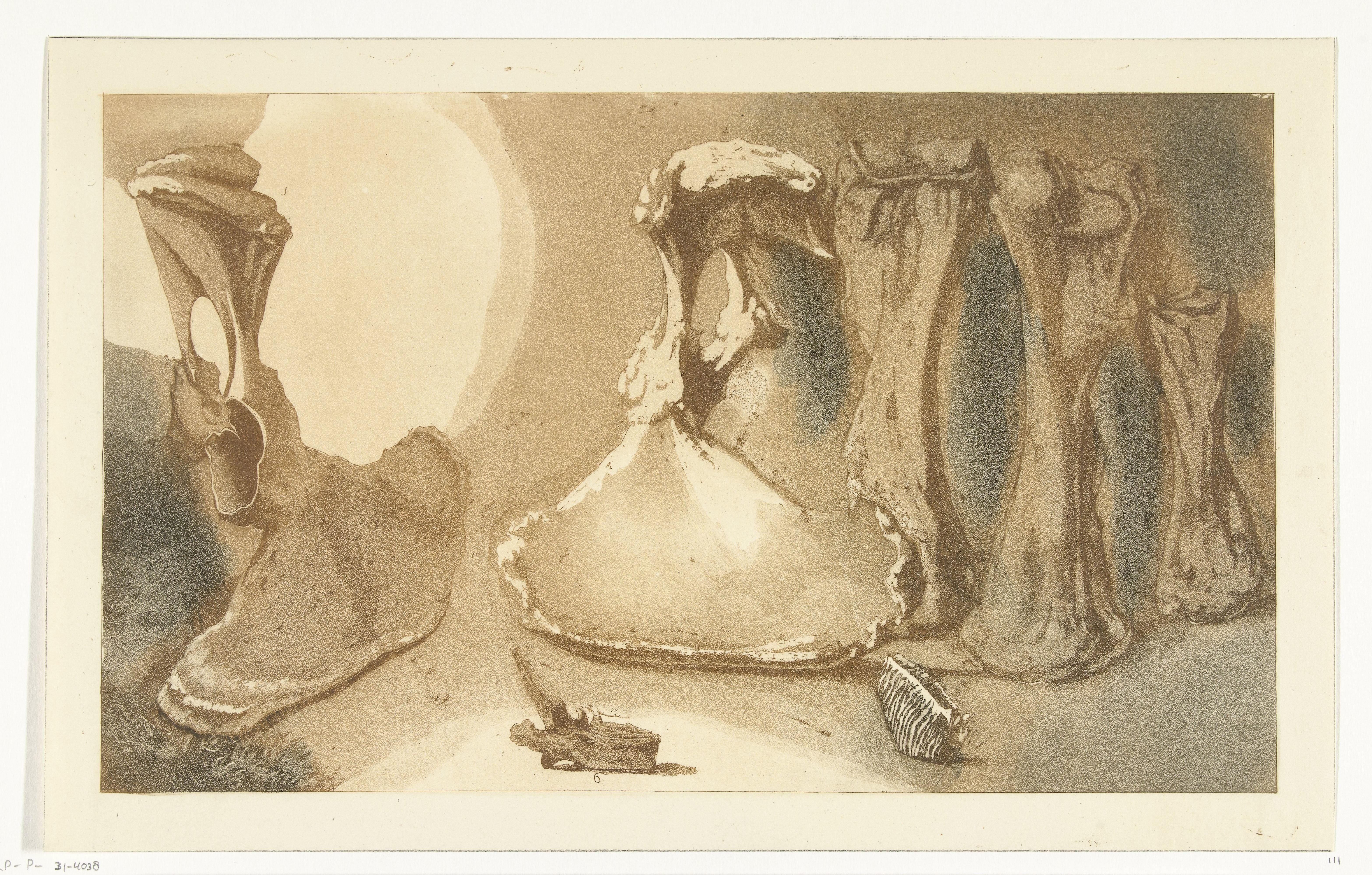 Aangespoelde beenderen by Anthonie van den Bos