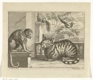 Aap, kat, eekhoorn en ekster