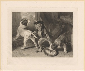 Aap verjaagt twee scharrelende jonge honden uit een schuur