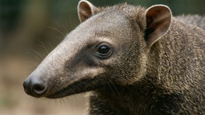 Aardvark Close-Up