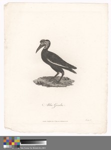Abba Gumba