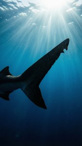Above Water Fin