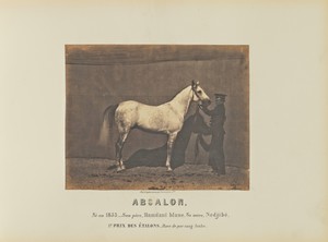 Absalon