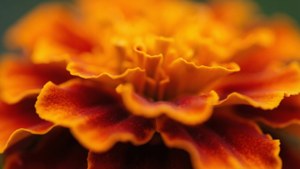 Abstract Marigold Macro