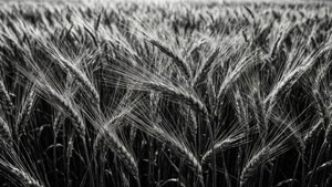 Abstract Wheat Art