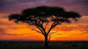 Acacia at Sunset