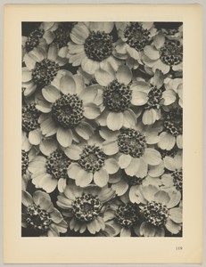 Achillea clypeolata