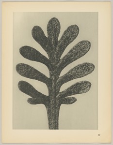 Achillea umbellata