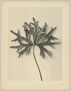 Aconiyum anthora