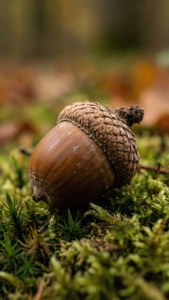 Acorn on Moss