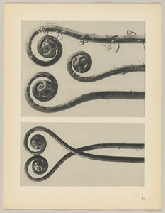 Adiantum pedatum