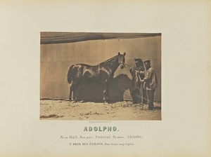 Adolpho