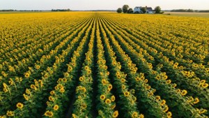 Aerial August Sunflowers