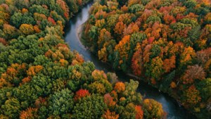Aerial Autumn Forest