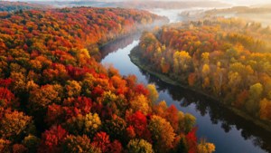 Aerial Autumn Forest