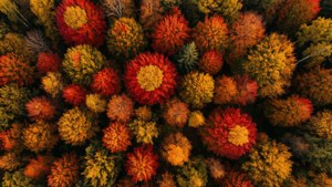 Aerial Autumn Tapestry