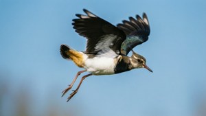 Aerial Display