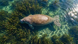 Aerial Dugong View