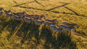 Aerial Herd