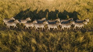 Aerial Herd