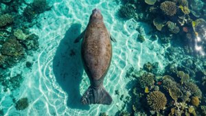 Aerial Manatee View