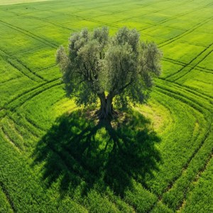 Aerial Olive Circle