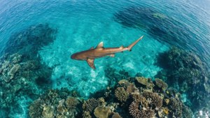 Aerial Shark Fin