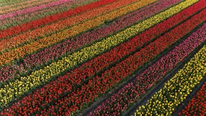 Aerial Tulip Field