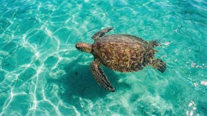 Aerial Turtle View