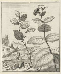 Afbeelding van twee Perzische planten